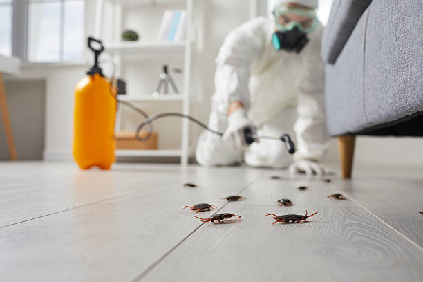 Commercial Kitchen Cockroach Control in Pinedale